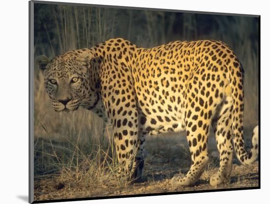 Leopard, Panthera Pardus, Duesternbrook Private Game Reserve, Windhoek, Namibia, Africa-Thorsten Milse-Mounted Photographic Print