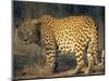 Leopard, Panthera Pardus, Duesternbrook Private Game Reserve, Windhoek, Namibia, Africa-Thorsten Milse-Mounted Photographic Print