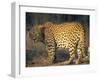 Leopard, Panthera Pardus, Duesternbrook Private Game Reserve, Windhoek, Namibia, Africa-Thorsten Milse-Framed Photographic Print