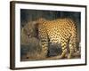 Leopard, Panthera Pardus, Duesternbrook Private Game Reserve, Windhoek, Namibia, Africa-Thorsten Milse-Framed Photographic Print