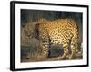 Leopard, Panthera Pardus, Duesternbrook Private Game Reserve, Windhoek, Namibia, Africa-Thorsten Milse-Framed Photographic Print