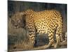 Leopard, Panthera Pardus, Duesternbrook Private Game Reserve, Windhoek, Namibia, Africa-Thorsten Milse-Mounted Photographic Print