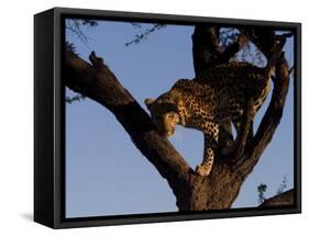 Leopard, Panthera Pardus, Duesternbrook Private Game Reserve, Windhoek, Namibia, Africa-Thorsten Milse-Framed Stretched Canvas