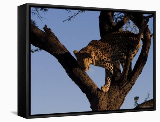 Leopard, Panthera Pardus, Duesternbrook Private Game Reserve, Windhoek, Namibia, Africa-Thorsten Milse-Framed Stretched Canvas