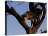 Leopard, Panthera Pardus, Duesternbrook Private Game Reserve, Windhoek, Namibia, Africa-Thorsten Milse-Stretched Canvas