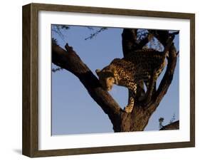 Leopard, Panthera Pardus, Duesternbrook Private Game Reserve, Windhoek, Namibia, Africa-Thorsten Milse-Framed Photographic Print