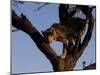 Leopard, Panthera Pardus, Duesternbrook Private Game Reserve, Windhoek, Namibia, Africa-Thorsten Milse-Mounted Photographic Print