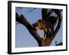 Leopard, Panthera Pardus, Duesternbrook Private Game Reserve, Windhoek, Namibia, Africa-Thorsten Milse-Framed Photographic Print