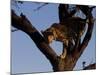 Leopard, Panthera Pardus, Duesternbrook Private Game Reserve, Windhoek, Namibia, Africa-Thorsten Milse-Mounted Photographic Print