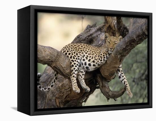 Leopard, (Panthera Pardus), Duesternbrook Private Game Reserve, Windhoek, Namibia-Thorsten Milse-Framed Stretched Canvas