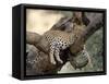 Leopard, (Panthera Pardus), Duesternbrook Private Game Reserve, Windhoek, Namibia-Thorsten Milse-Framed Stretched Canvas