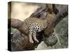 Leopard, (Panthera Pardus), Duesternbrook Private Game Reserve, Windhoek, Namibia-Thorsten Milse-Stretched Canvas