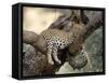 Leopard, (Panthera Pardus), Duesternbrook Private Game Reserve, Windhoek, Namibia-Thorsten Milse-Framed Stretched Canvas