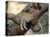 Leopard, (Panthera Pardus), Duesternbrook Private Game Reserve, Windhoek, Namibia-Thorsten Milse-Stretched Canvas