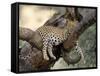 Leopard, (Panthera Pardus), Duesternbrook Private Game Reserve, Windhoek, Namibia-Thorsten Milse-Framed Stretched Canvas