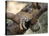 Leopard, (Panthera Pardus), Duesternbrook Private Game Reserve, Windhoek, Namibia-Thorsten Milse-Stretched Canvas