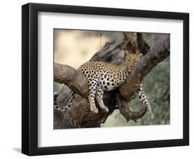 Leopard, (Panthera Pardus), Duesternbrook Private Game Reserve, Windhoek, Namibia-Thorsten Milse-Framed Photographic Print