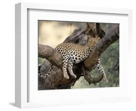 Leopard, (Panthera Pardus), Duesternbrook Private Game Reserve, Windhoek, Namibia-Thorsten Milse-Framed Photographic Print