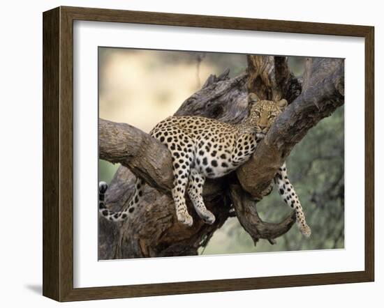 Leopard, (Panthera Pardus), Duesternbrook Private Game Reserve, Windhoek, Namibia-Thorsten Milse-Framed Photographic Print