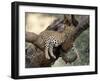 Leopard, (Panthera Pardus), Duesternbrook Private Game Reserve, Windhoek, Namibia-Thorsten Milse-Framed Photographic Print