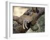 Leopard, (Panthera Pardus), Duesternbrook Private Game Reserve, Windhoek, Namibia-Thorsten Milse-Framed Photographic Print