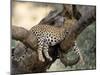 Leopard, (Panthera Pardus), Duesternbrook Private Game Reserve, Windhoek, Namibia-Thorsten Milse-Mounted Photographic Print