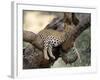 Leopard, (Panthera Pardus), Duesternbrook Private Game Reserve, Windhoek, Namibia-Thorsten Milse-Framed Photographic Print