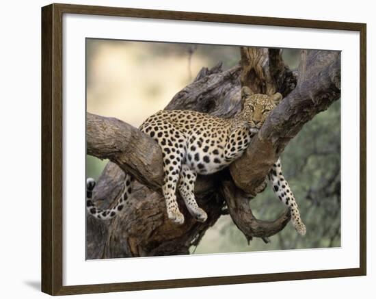 Leopard, (Panthera Pardus), Duesternbrook Private Game Reserve, Windhoek, Namibia-Thorsten Milse-Framed Photographic Print