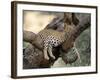 Leopard, (Panthera Pardus), Duesternbrook Private Game Reserve, Windhoek, Namibia-Thorsten Milse-Framed Photographic Print