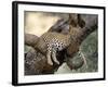 Leopard, (Panthera Pardus), Duesternbrook Private Game Reserve, Windhoek, Namibia-Thorsten Milse-Framed Photographic Print