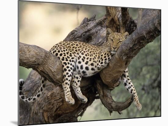 Leopard, (Panthera Pardus), Duesternbrook Private Game Reserve, Windhoek, Namibia-Thorsten Milse-Mounted Photographic Print