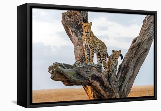 Leopard (Panthera Pardus) Family on Tree, Serengeti National Park, Tanzania-null-Framed Stretched Canvas