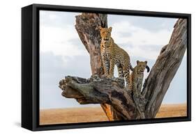 Leopard (Panthera Pardus) Family on Tree, Serengeti National Park, Tanzania-null-Framed Stretched Canvas