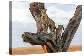 Leopard (Panthera Pardus) Family on Tree, Serengeti National Park, Tanzania-null-Stretched Canvas