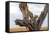 Leopard (Panthera Pardus) Family on Tree, Serengeti National Park, Tanzania-null-Framed Stretched Canvas