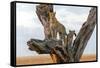 Leopard (Panthera Pardus) Family on Tree, Serengeti National Park, Tanzania-null-Framed Stretched Canvas