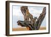 Leopard (Panthera Pardus) Family on Tree, Serengeti National Park, Tanzania-null-Framed Photographic Print