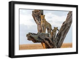 Leopard (Panthera Pardus) Family on Tree, Serengeti National Park, Tanzania-null-Framed Photographic Print