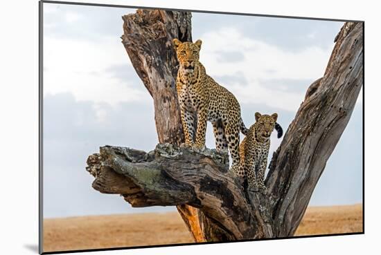 Leopard (Panthera Pardus) Family on Tree, Serengeti National Park, Tanzania-null-Mounted Photographic Print