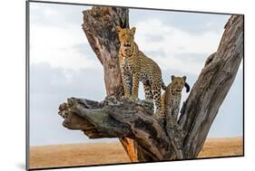 Leopard (Panthera Pardus) Family on Tree, Serengeti National Park, Tanzania-null-Mounted Photographic Print