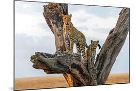 Leopard (Panthera Pardus) Family on Tree, Serengeti National Park, Tanzania-null-Mounted Photographic Print