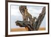 Leopard (Panthera Pardus) Family on Tree, Serengeti National Park, Tanzania-null-Framed Photographic Print