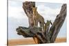 Leopard (Panthera Pardus) Family on Tree, Serengeti National Park, Tanzania-null-Stretched Canvas