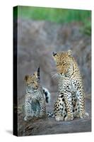 Leopard (Panthera Pardus) Family, Serengeti National Park, Tanzania-null-Stretched Canvas