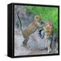 Leopard (Panthera Pardus) Family, Serengeti National Park, Tanzania-null-Framed Stretched Canvas