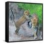 Leopard (Panthera Pardus) Family, Serengeti National Park, Tanzania-null-Framed Stretched Canvas