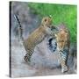 Leopard (Panthera Pardus) Family, Serengeti National Park, Tanzania-null-Stretched Canvas