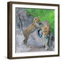 Leopard (Panthera Pardus) Family, Serengeti National Park, Tanzania-null-Framed Photographic Print