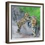 Leopard (Panthera Pardus) Family, Serengeti National Park, Tanzania-null-Framed Photographic Print