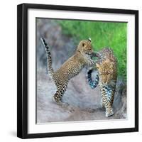 Leopard (Panthera Pardus) Family, Serengeti National Park, Tanzania-null-Framed Photographic Print